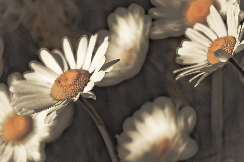 Six Daisies - ID 011632