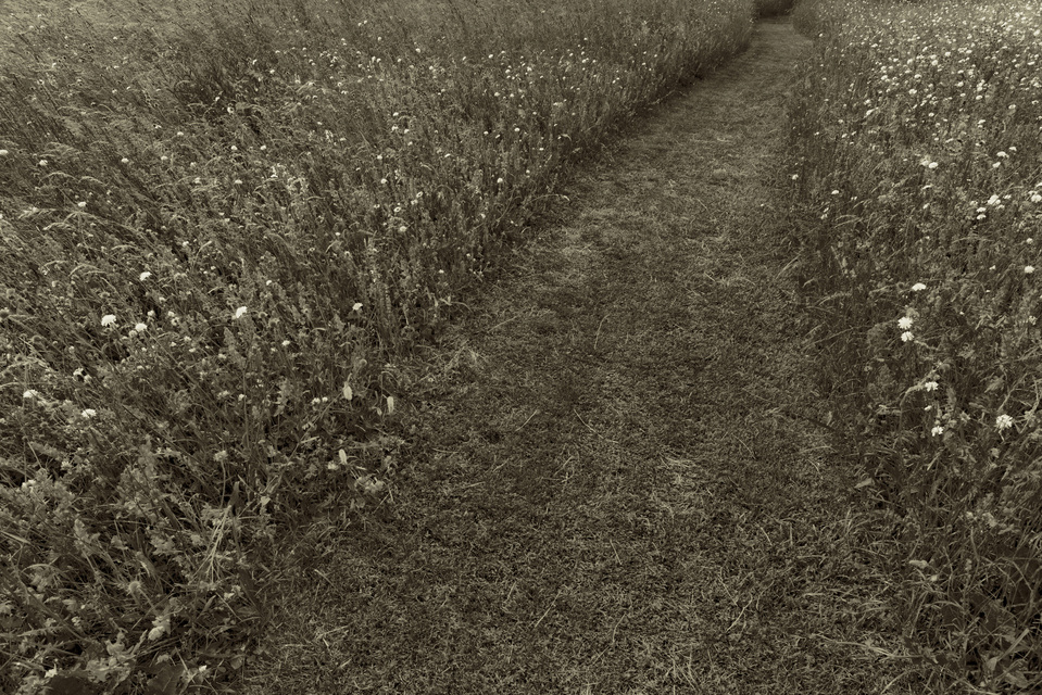 Grass Path II - ID 011642