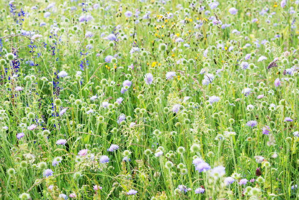 Wildflower Meadow I - ID 011643