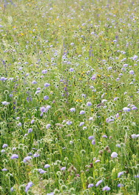 Wildflower Meadow II - ID 011644