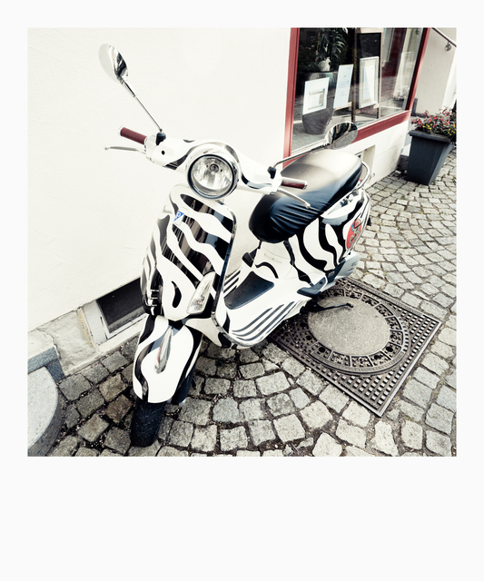 Zebra Vespa - ID 011656