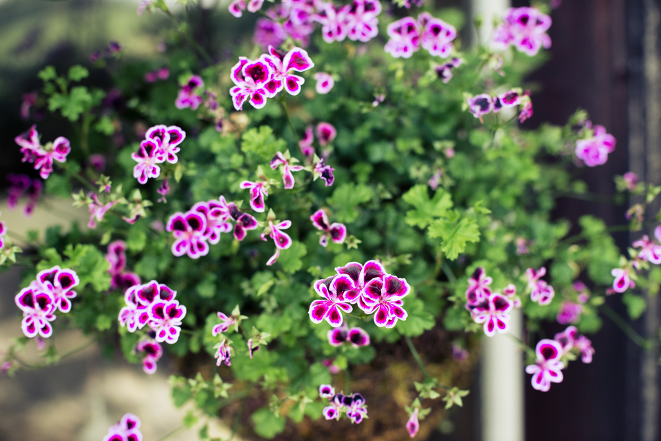 Flower Pot - ID 011669