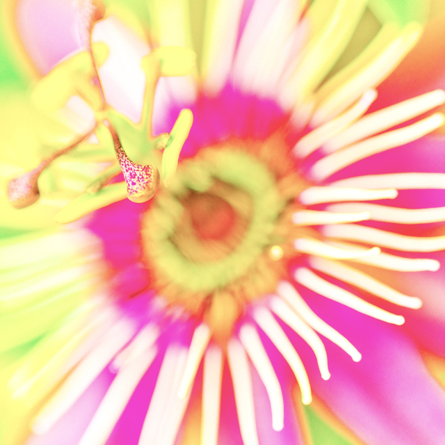 Passiflora - ID 011671