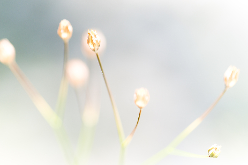 Seed Stands - ID 011672