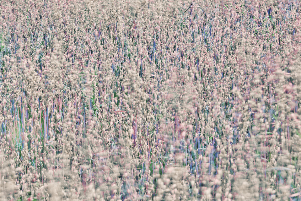 Oats in the Wind - ID 011673