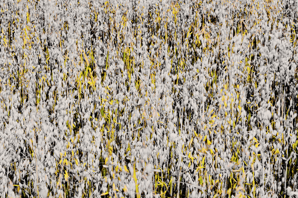 Oats with Yellow - ID 011674