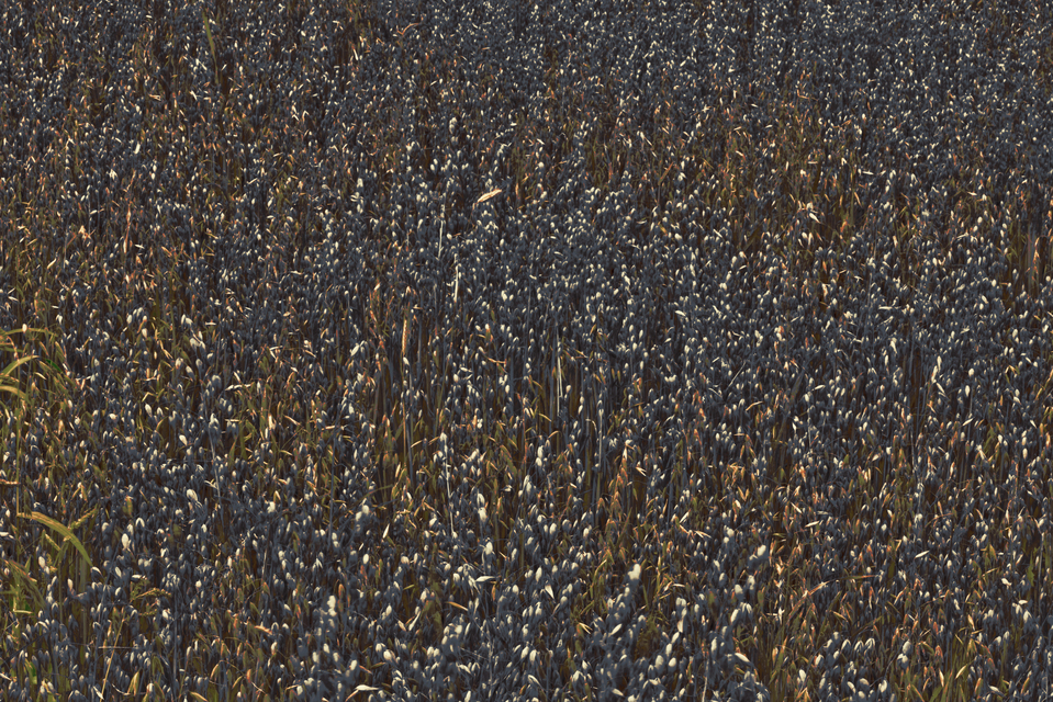 Dark Oats with Sprinkle - ID 011676