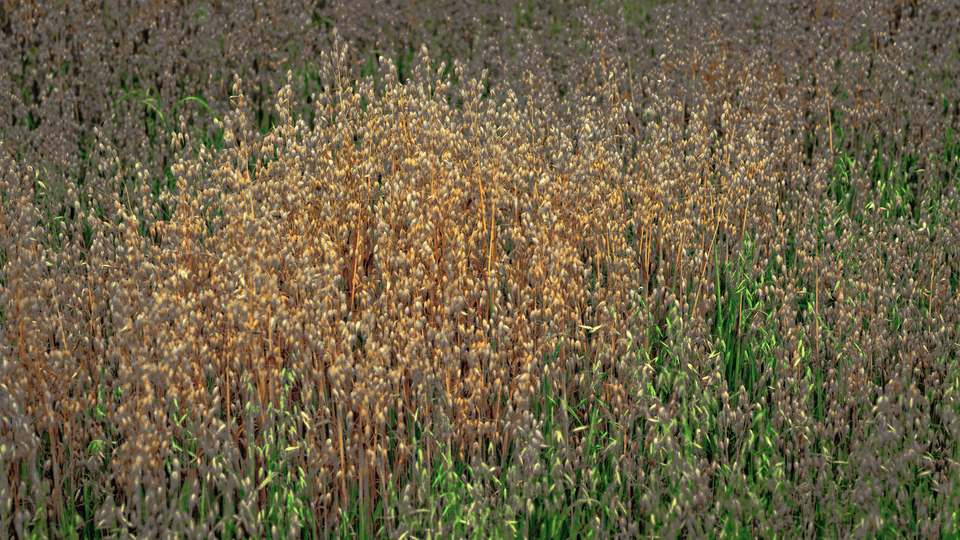 Oats and Green I - ID 011677