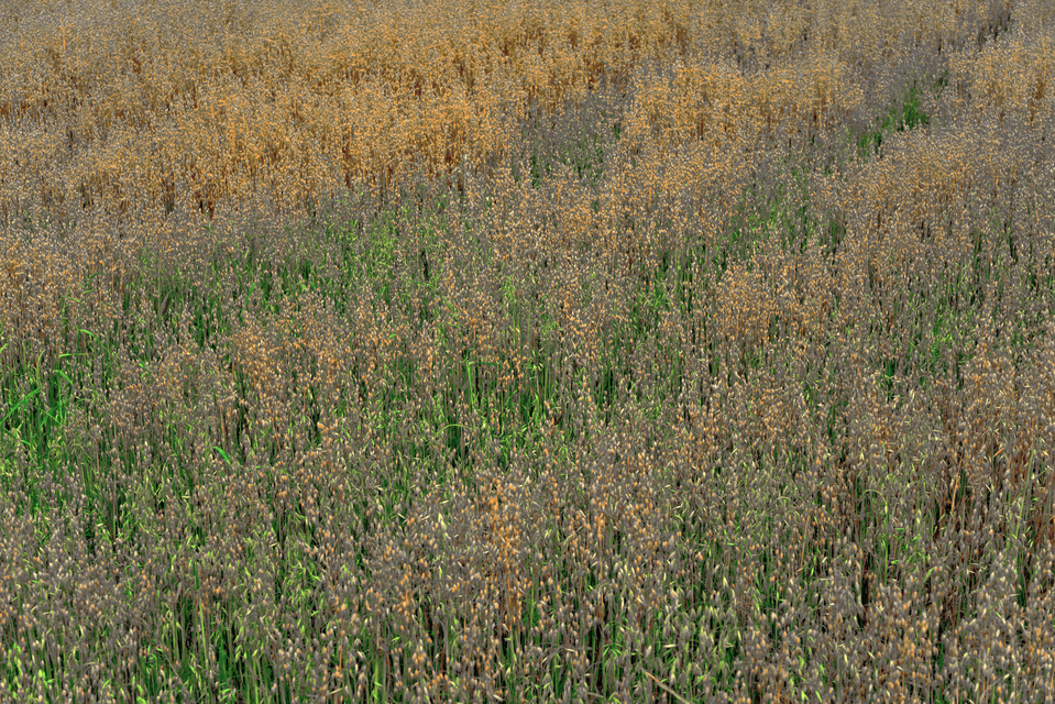 Multi Color Oats I - ID 011680