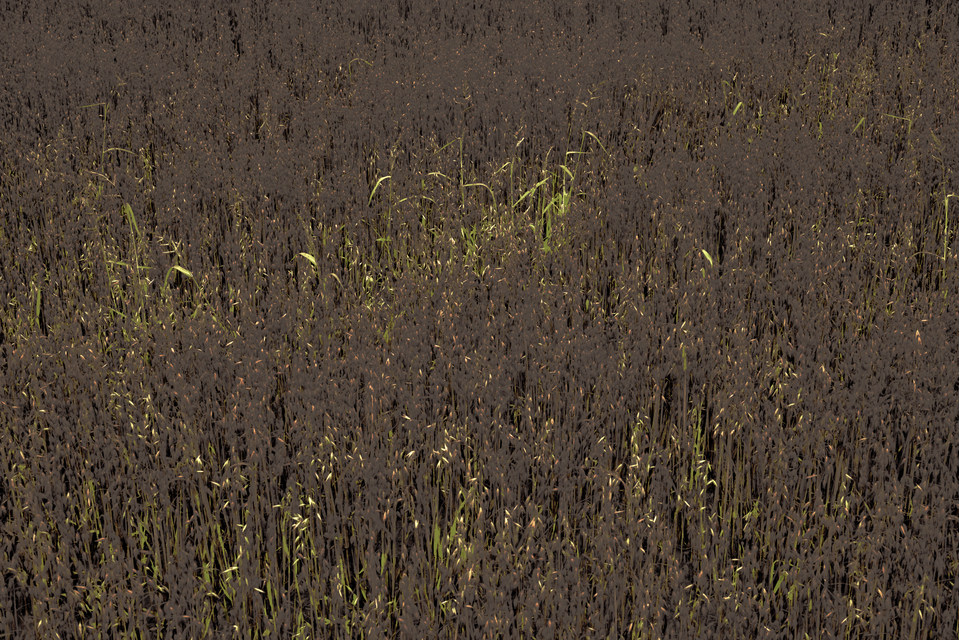 Oats and Green II - ID 011682