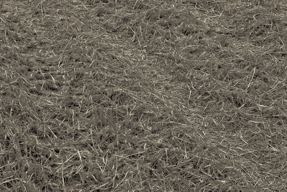 Straw on Ground I - ID 011687