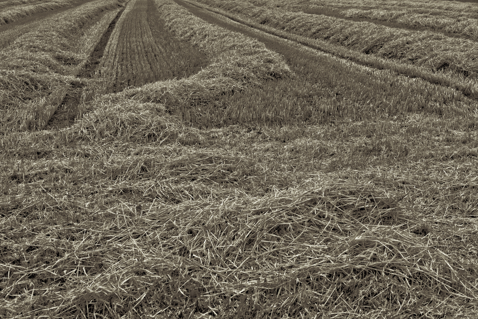 Straw on Ground II - ID 011688