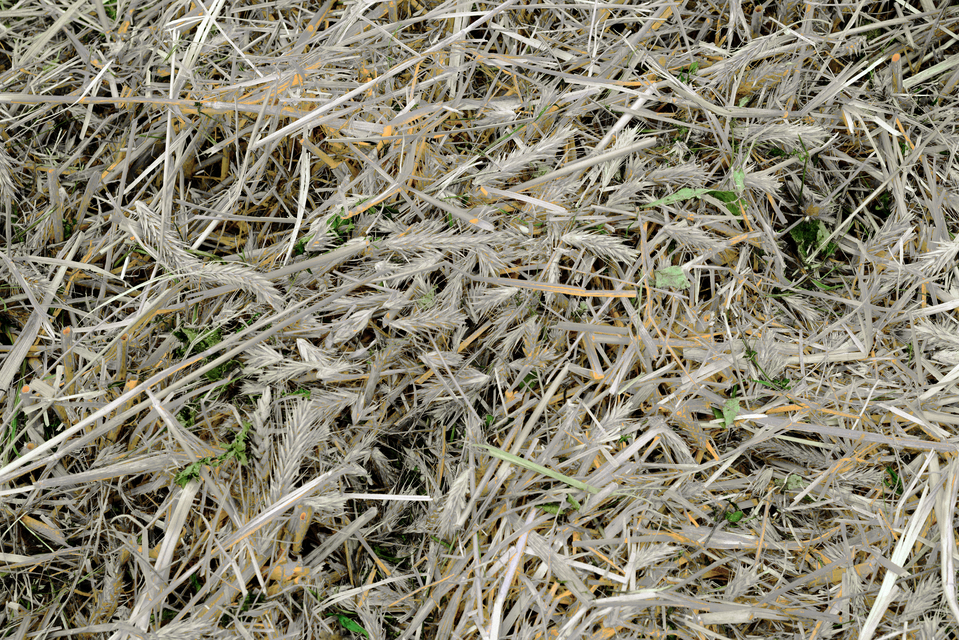 Straw on Ground III - ID 011689
