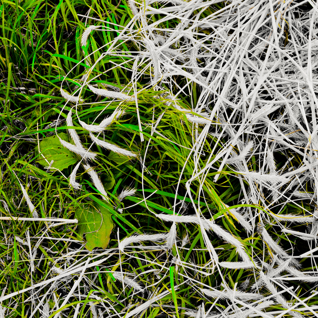 Straw and Green I - ID 011691