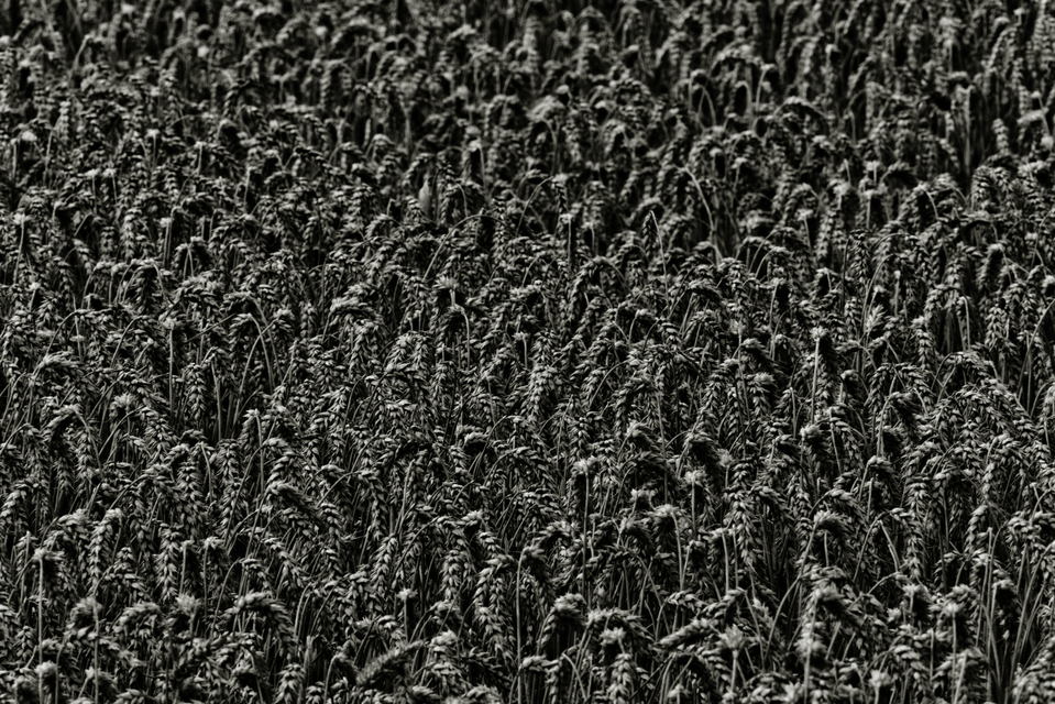 Black and Grey - ID 011719