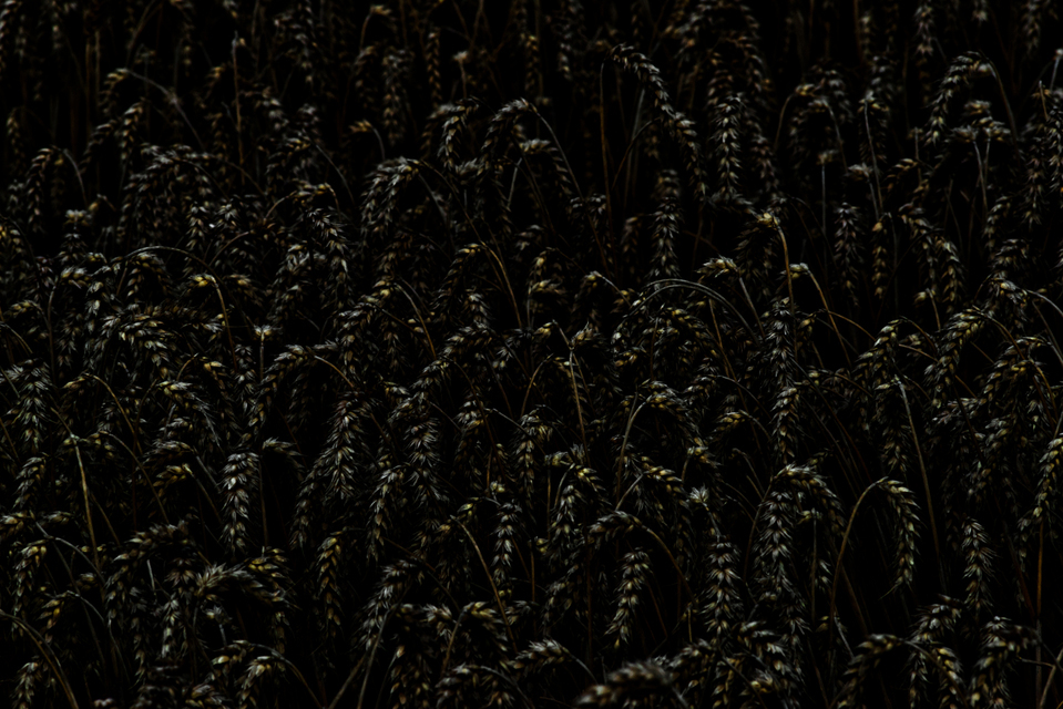 Black with some Yellow - ID 011721