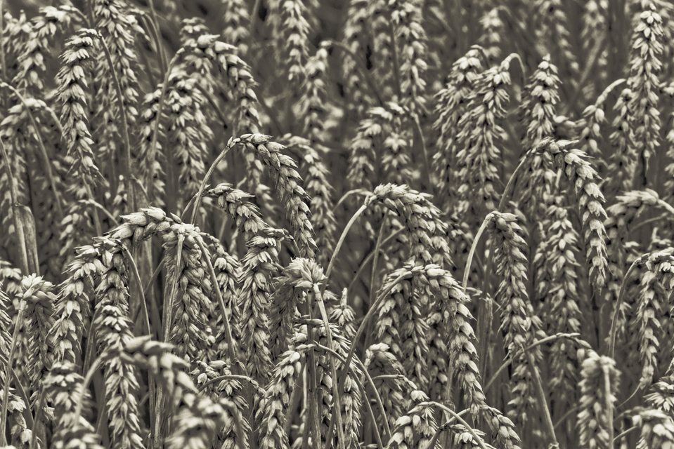 Grey Corn I - ID 011730