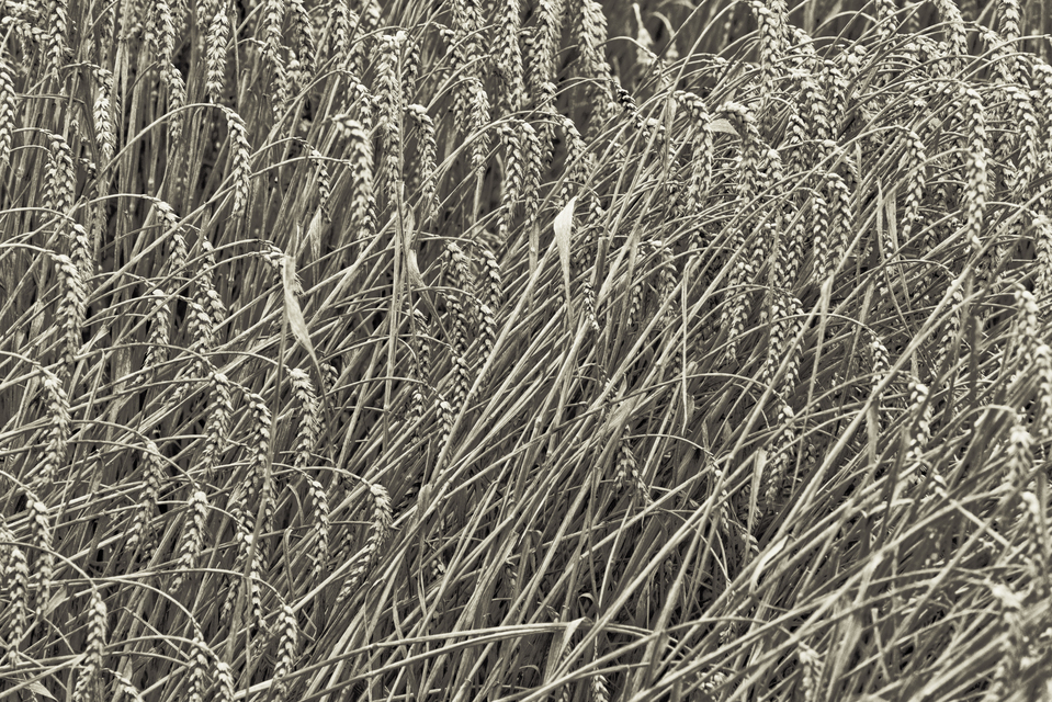 Grey Corn II - ID 011731