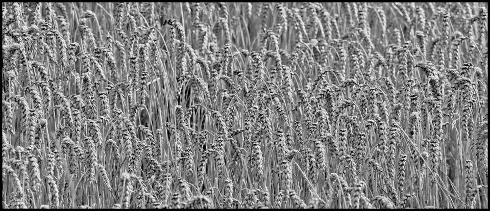 Black II - ID 011735