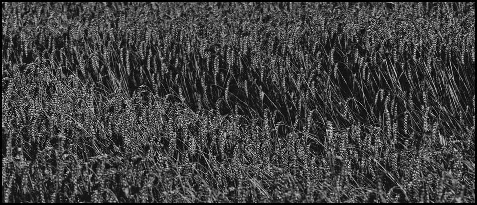 Broken Corn Rows - ID 011739