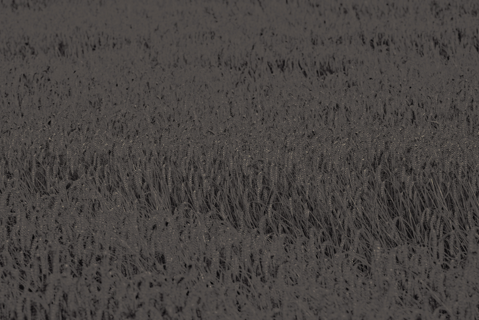 Grey Corn V - ID 011741