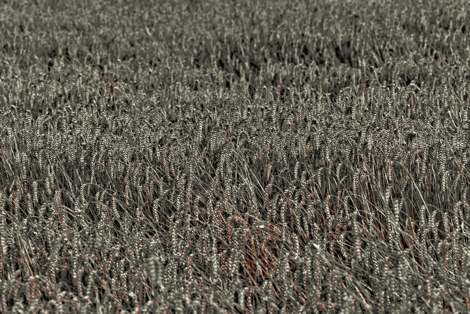 Tri Color Corn II - ID 011742