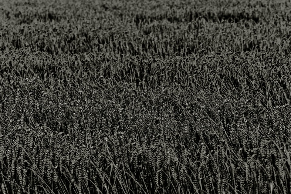 Black Corn Rows - ID 011743