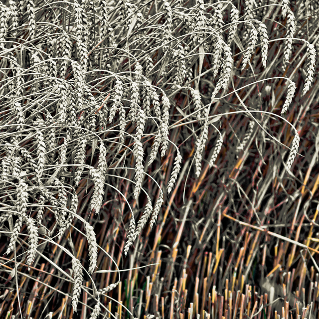 Un-Cut Corn I - ID 011744