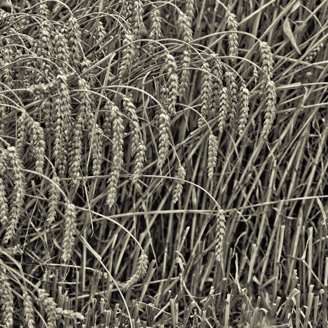 Un-Cut Corn II - ID 011745