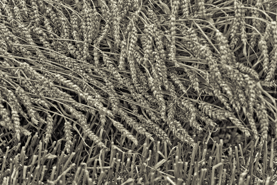 Un-Cut Corn II - ID 011746