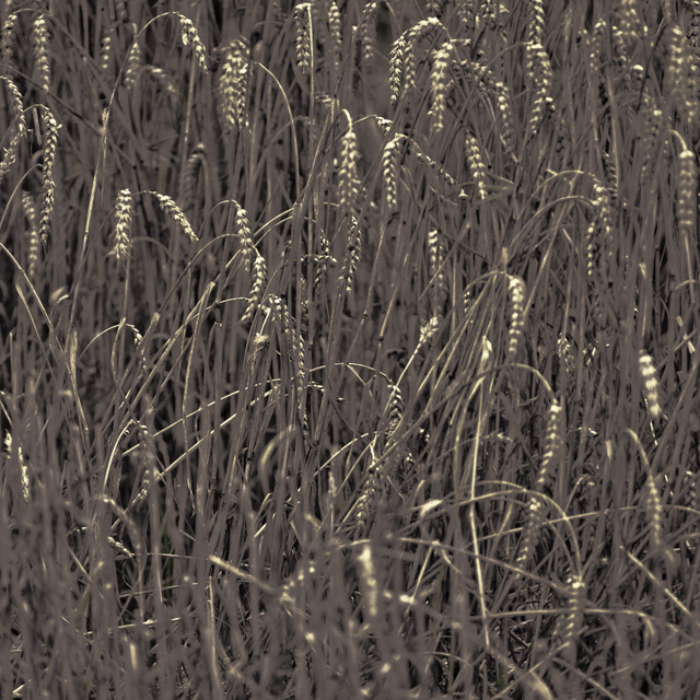 Grey Corn VI - ID 011747