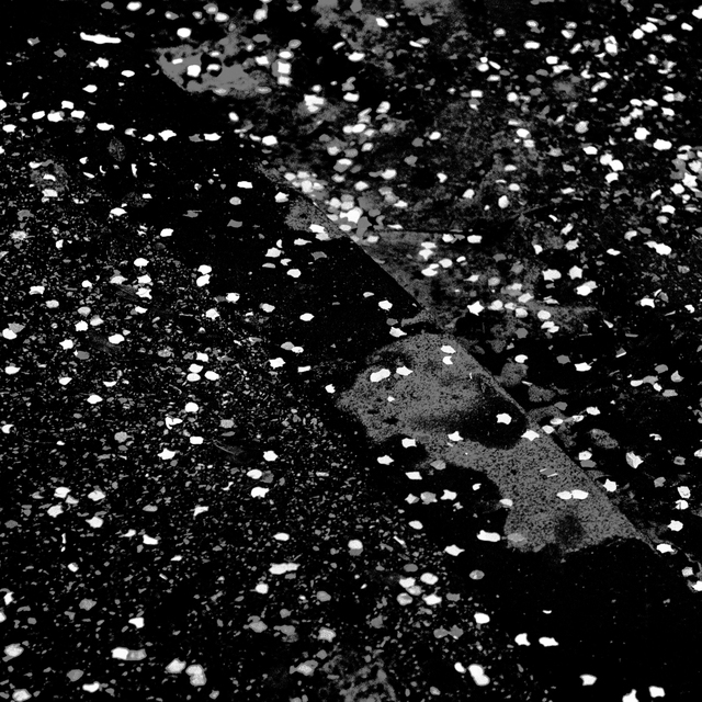 Leafes on Wet Ground - ID 011799