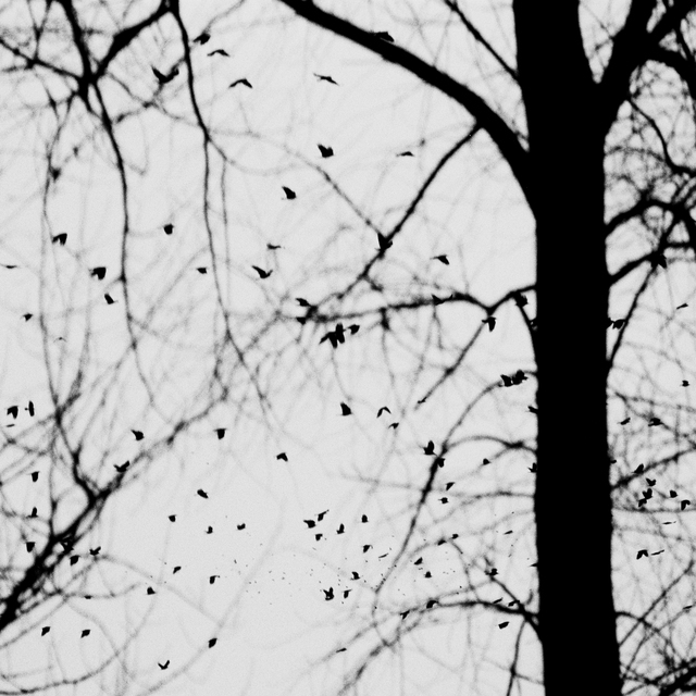 Birds Behind Tree - ID 011800