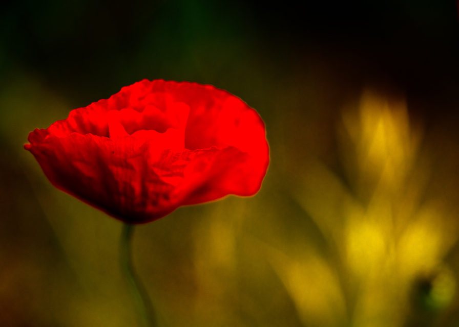 Single Red - ID 011822