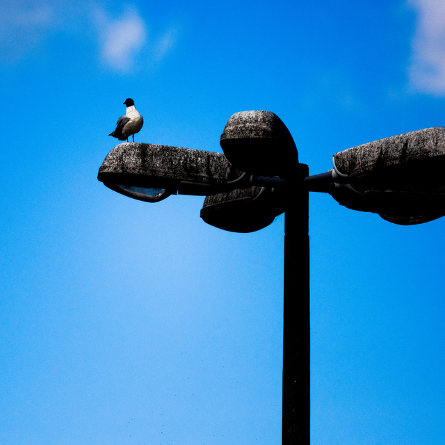Light Pole with Bird II - ID 011850