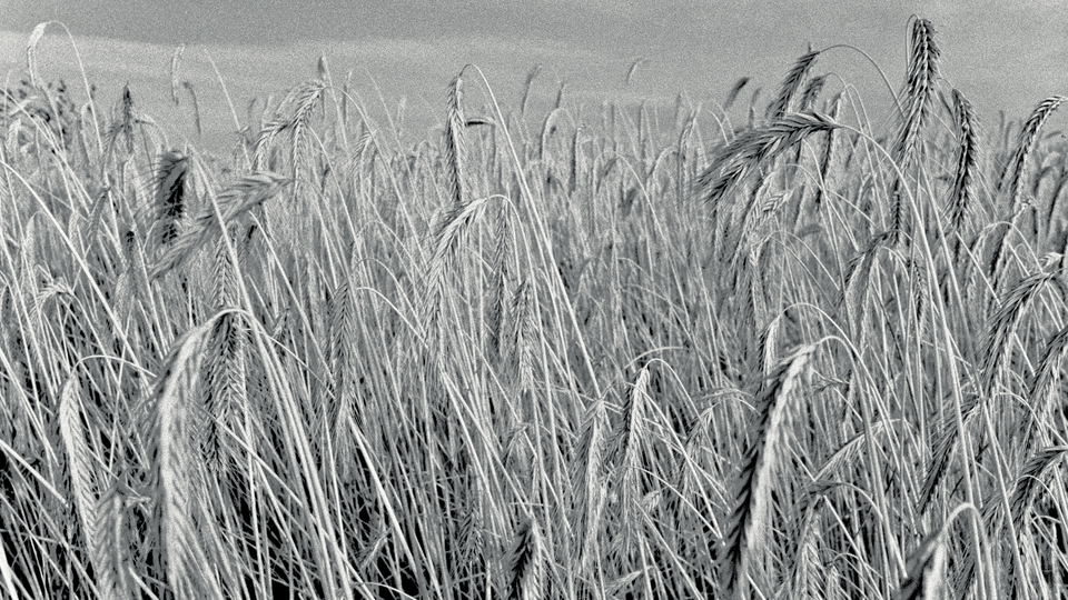 Corn Field - ID 011894