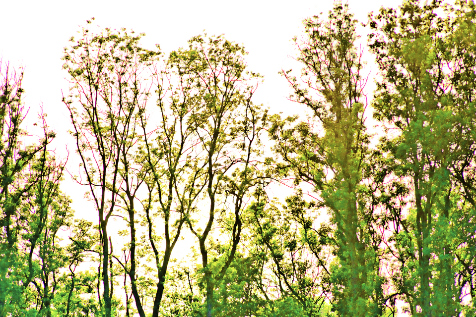 Trees in Backlit - ID 011912