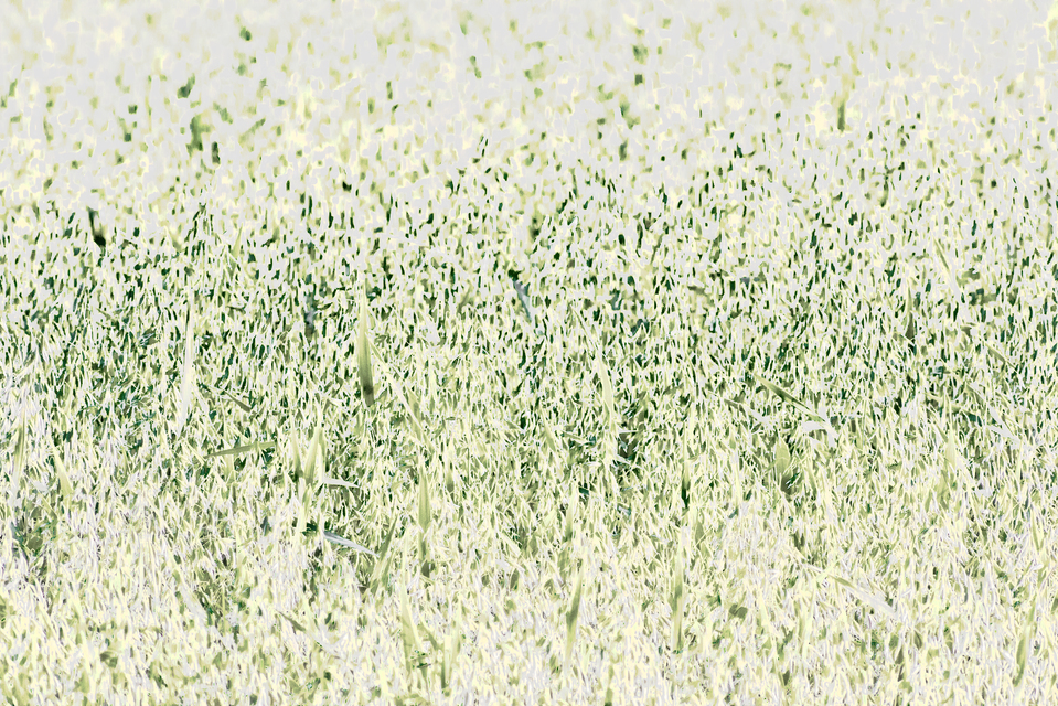 Green Oats II - ID 011914