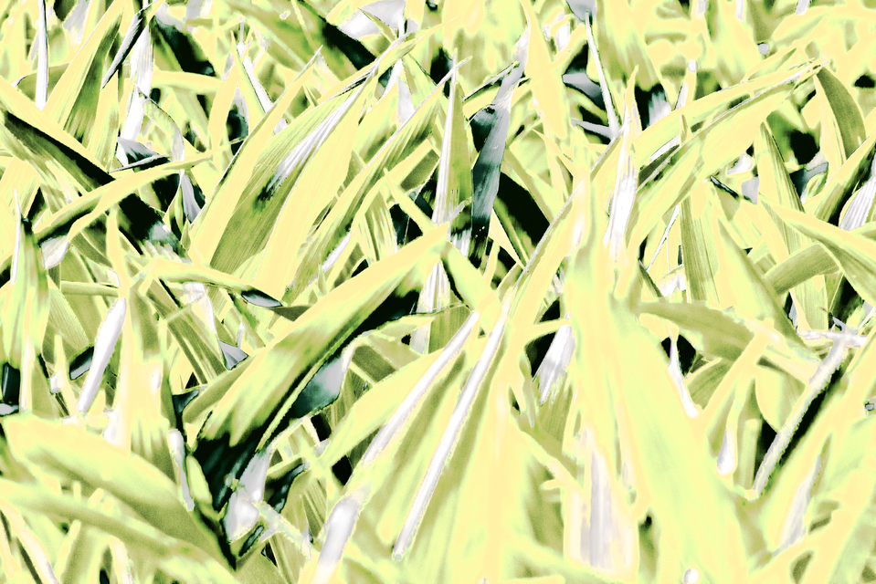 Green Crop Plants I - ID 011915