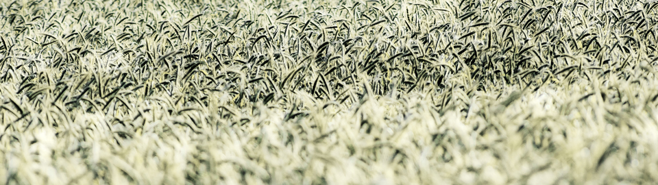 Field of Korn - ID 011932