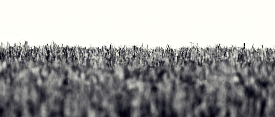 Field Horizon II - ID 011935