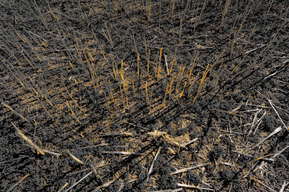 Crop Shadows II - ID 011997