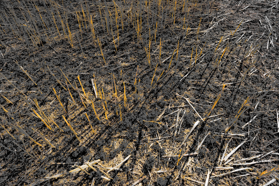 Crop Shadows III - ID 011998