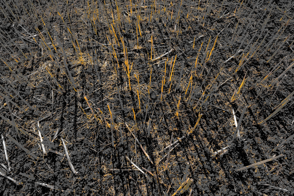 Crop Shadows IV - ID 011999