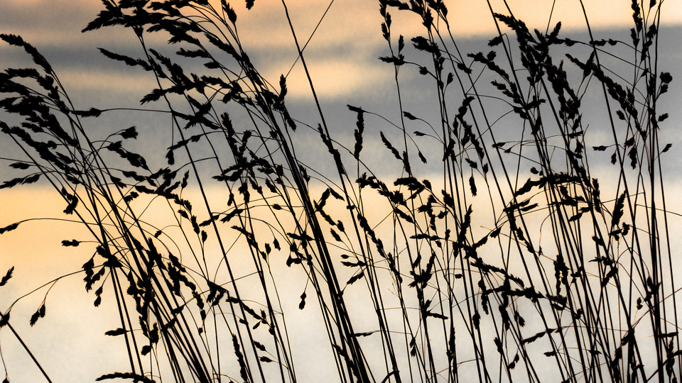 Crop in Front of Sky - ID 012001