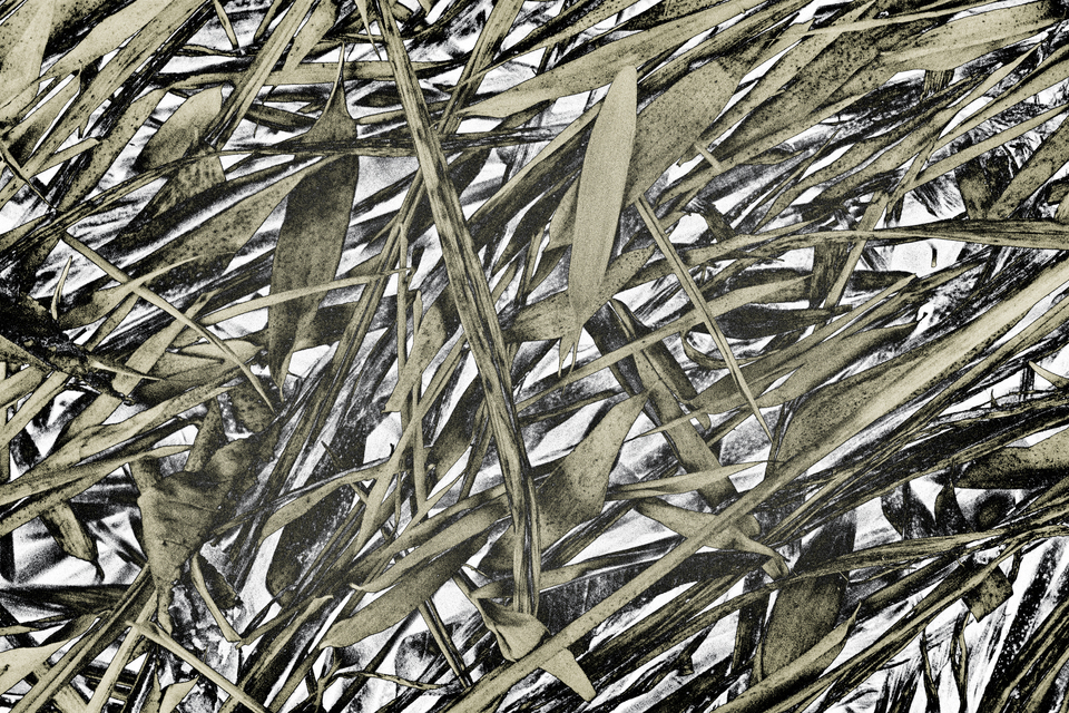 Reed III - ID 012034