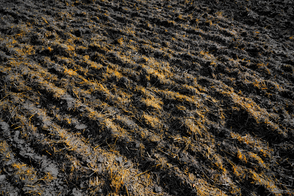 Empty Corn Field I - ID 012101