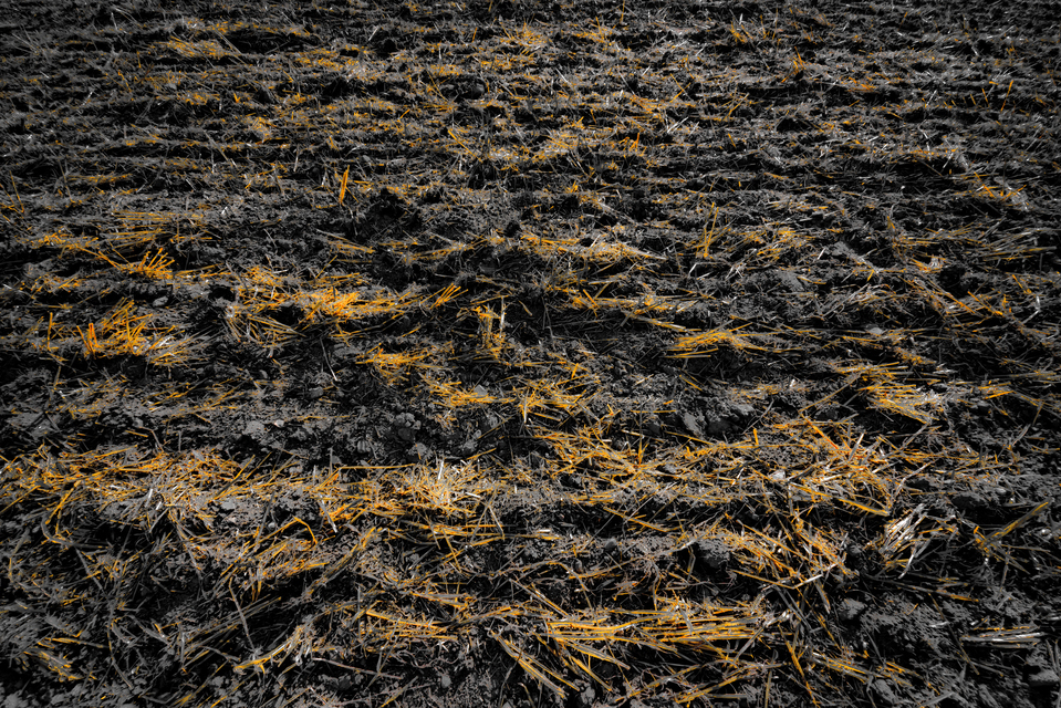 Empty Corn Field II - ID 012102