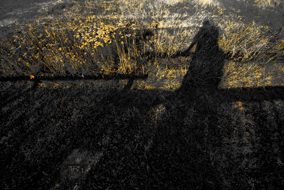 Empty Corn Field III - ID 012103