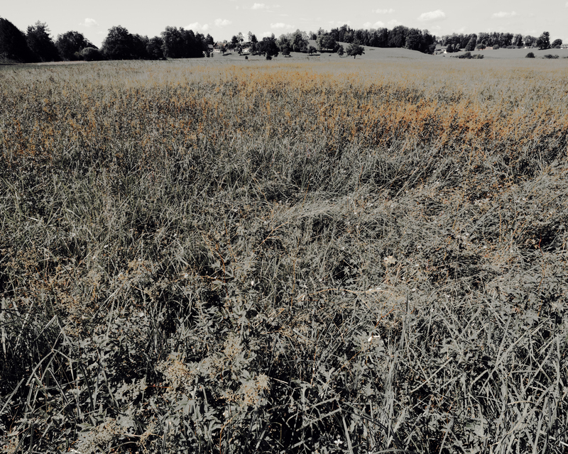 Trees at the Horizon - ID 012148